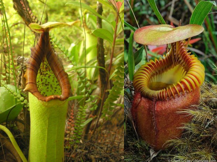 Nepenthes '''Miraville''' for Sale | Carnivorous Tropical Pitcher
